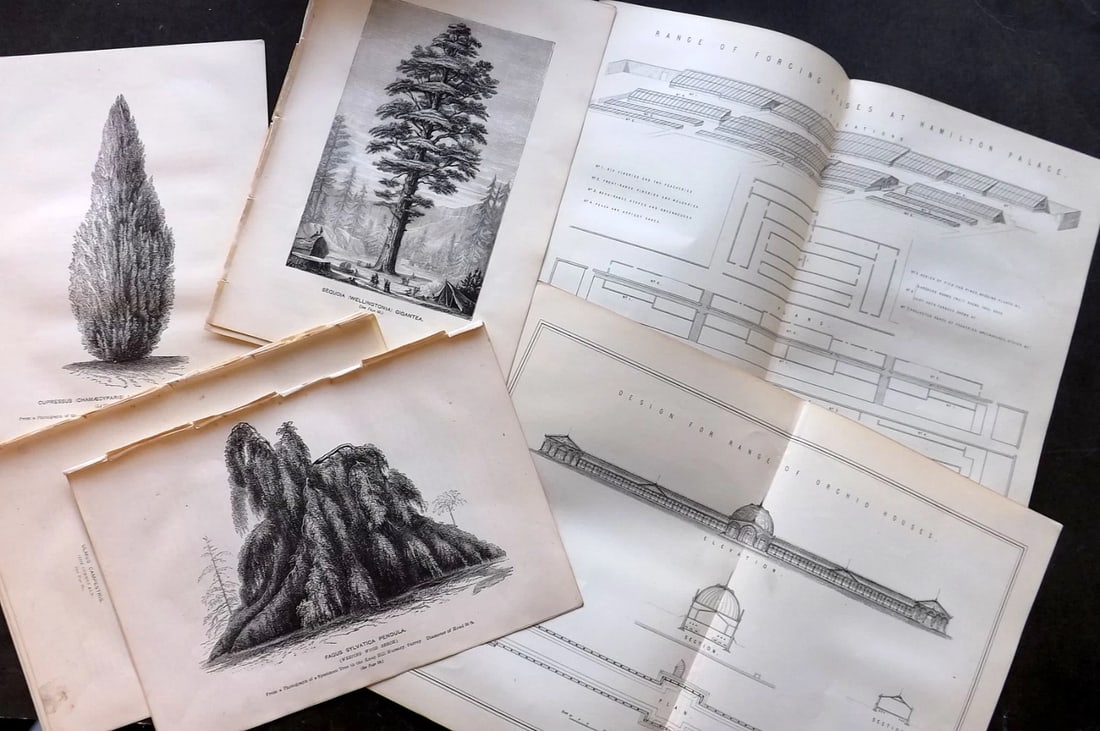 Anderson, James 1874 lot of 12 Botanical Trees & Horticulture Prints. (1 of 3)