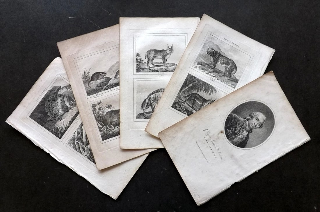 Barr & Buffon 1797 Lot of 5 Natural History Prints.: 4 Natural history prints plus Portrait of Buffon. Copper Plate Published 1808, London for "Natural History of Birds, Fish, Insects and Reptiles" [Barr's Buffon] by the Comte de Buffon et al. Paper Siz