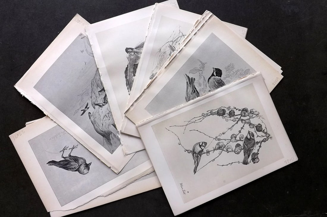 Blackburn, Jemima 1895 Lot of 18 Antique Bird Prints.: Lithograph Published 1895, Edinburgh for "Birds From Moidart and Elsewhere" Illustrated by Mrs Jemima Blackburn. Paper Size: 8.5 x 6 inch (22 x 16cm) Good Condition
