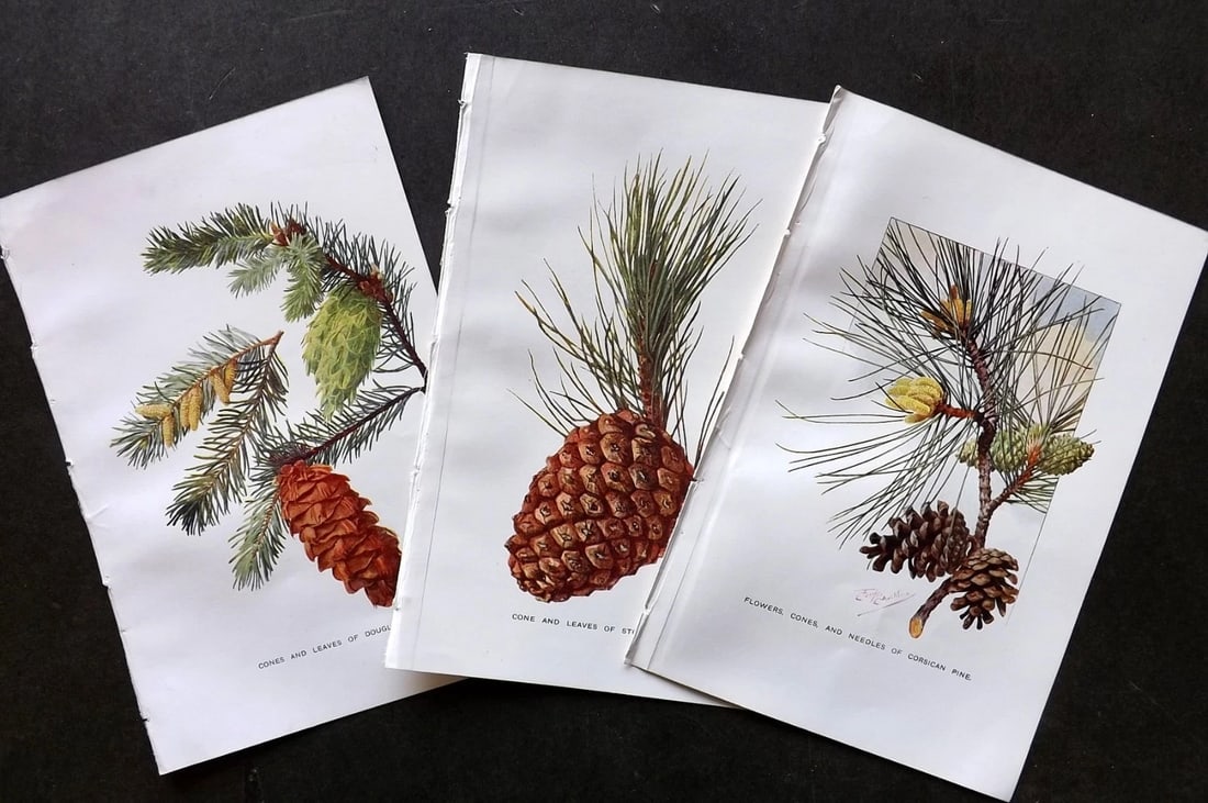 Boulger, George 1907 Lot of 3 Antique Pine Cone Prints. Botanical Botany (1 of 2)