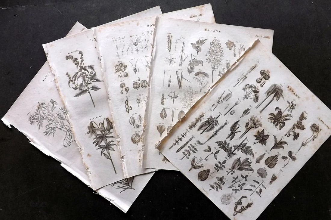 Brewster, David 1824 Lot of 8 Antique Botanical Prints. Copper Plate Engravings (1 of 3)