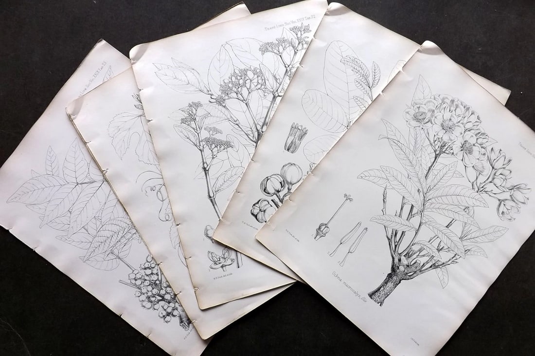 Fitch, Walter 1870's Lot of 8 Antique Botanical Prints.: Lithograph Published 1791-1955, London for "The Transactions of The Linnean Society of London" by Various Contributors. Illustrated by Walter Hood Fitch. Paper Size: 12 x 9 inch (30 x 23cm) Good Condi