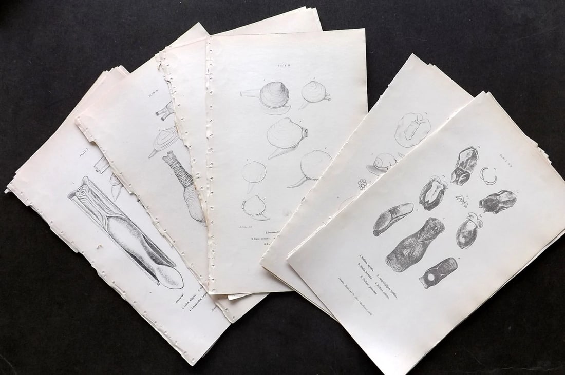 Forbes, Edward 1853 Lot of 30 Antique Shell/Sea Life Prints (1 of 5)