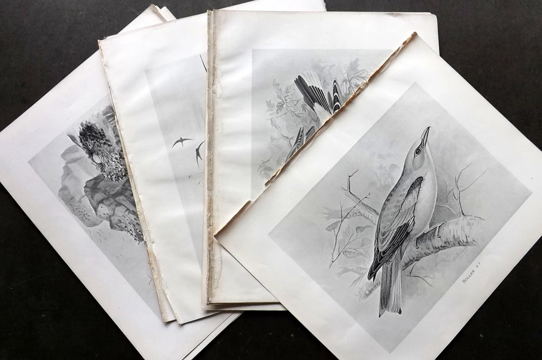 Frohawk, Frederick 1898 Lot of 12 Antique Bird Prints. (1 of 4)