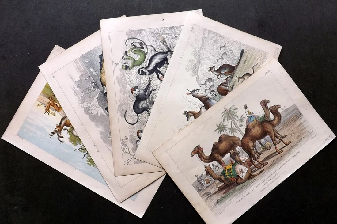 Goldsmith, Oliver 1857-72 Lot of 5 Hand Col Natural History Prints. (1 of 3)