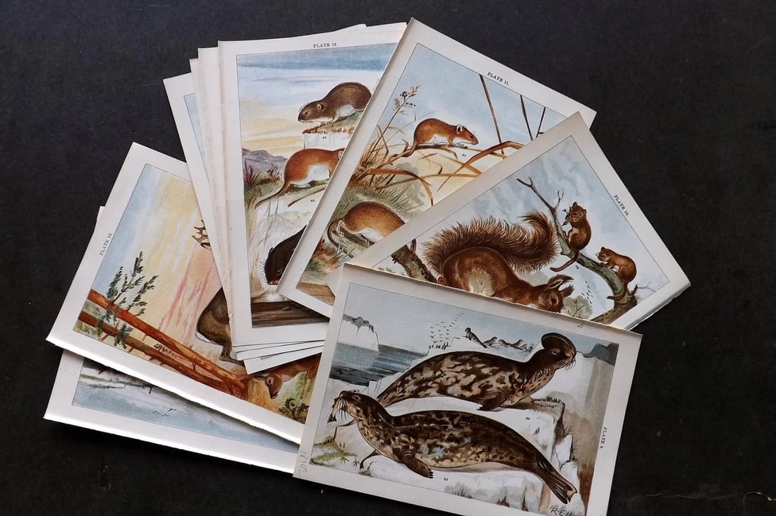 Gordon, W. J. C1900 Lot of 9 Natural History Prints. (1 of 3)