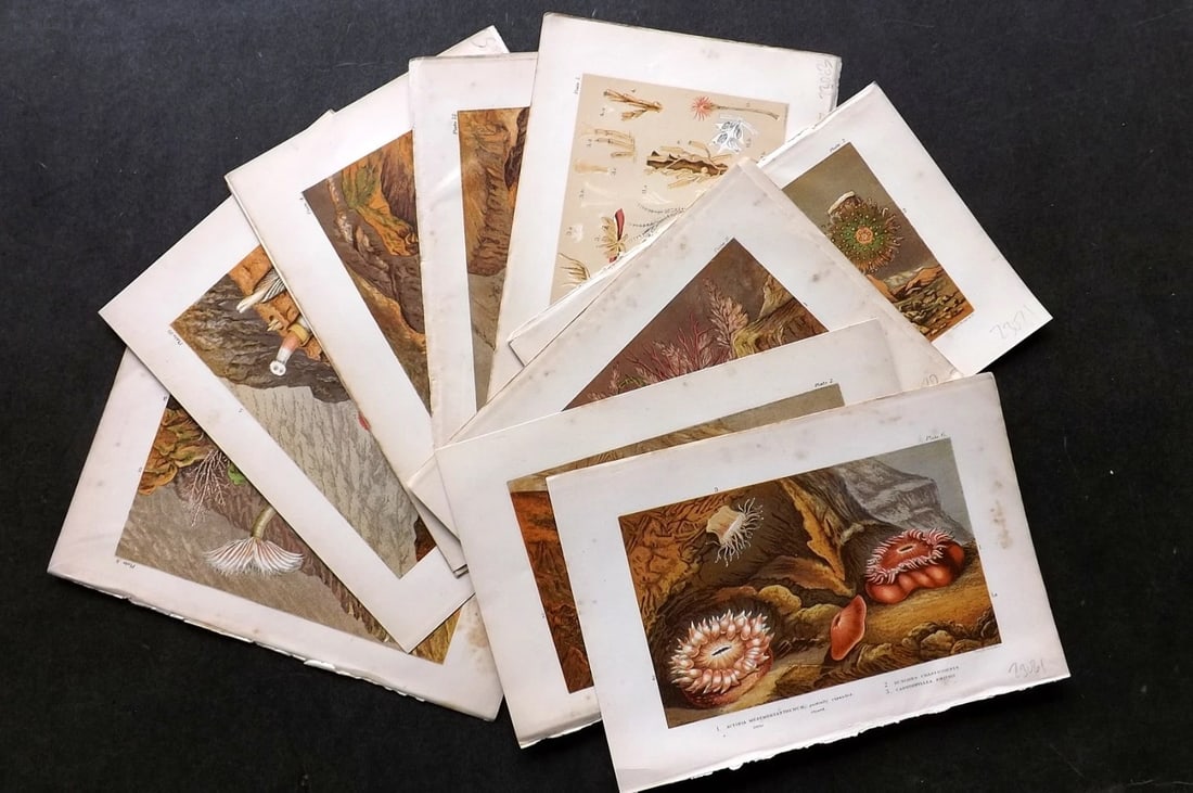 Kingsley, Charles 1903 Lot of 12 Sea Life Prints. Anemones. (1 of 3)