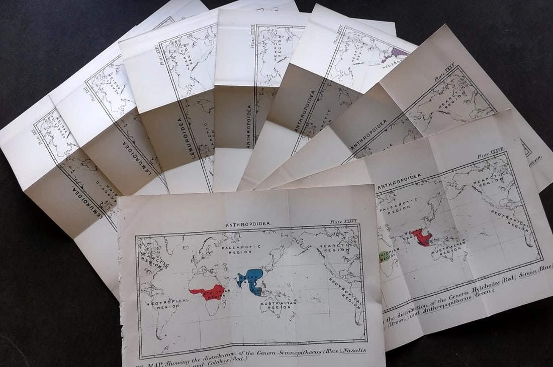 Lloyds's 1896 Lot 8 Natural History Maps. Distribution of Primates Lemur Monkey (1 of 3)