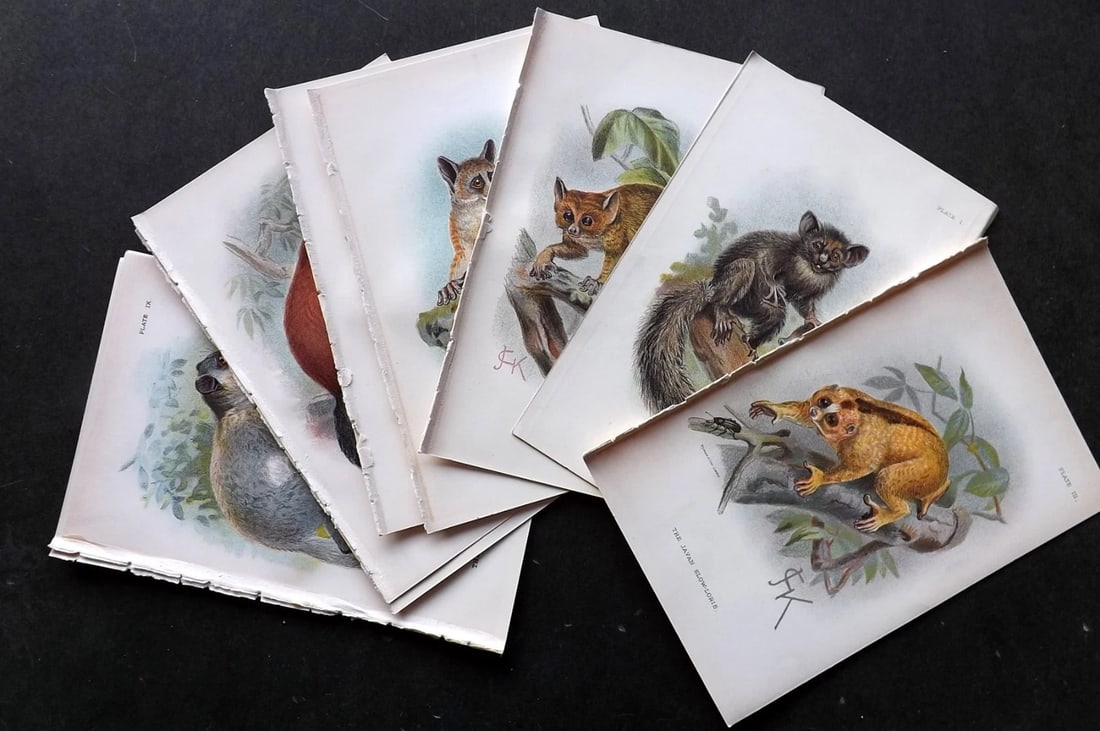 Lloyds's 1896 Lot of 10 Antique Lemur etc Prints. . Primates (1 of 3)