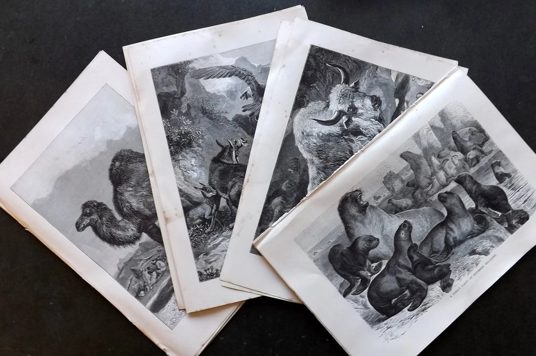 Lydekker, Richard 1896 Lot of 12 Animal Prints. Wood Engravings: Wood Engraving Published 1894-96, London for "The Royal Natural History" by Richard Lydekker. Illustrated by Smit, Keulemans, Wolf and others. Paper Size: 10 x 6.5 inch (25 x 16.5cm) Good Condition