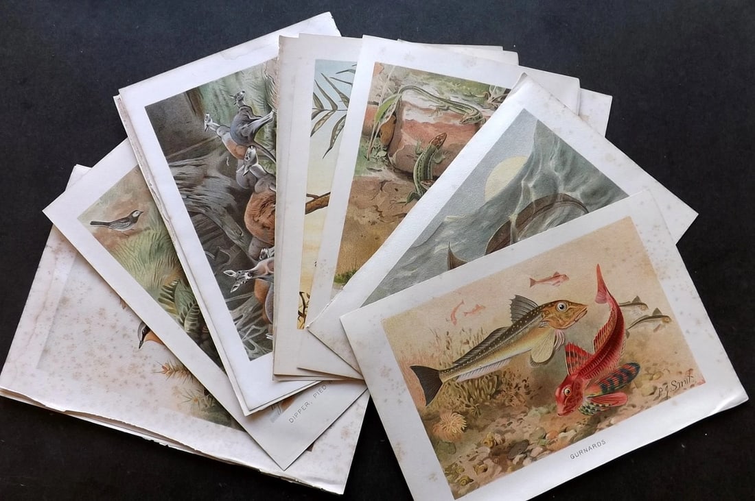 Lydekker, Richard 1896 Lot of 14 Birds & Natural History Prints. (1 of 5)