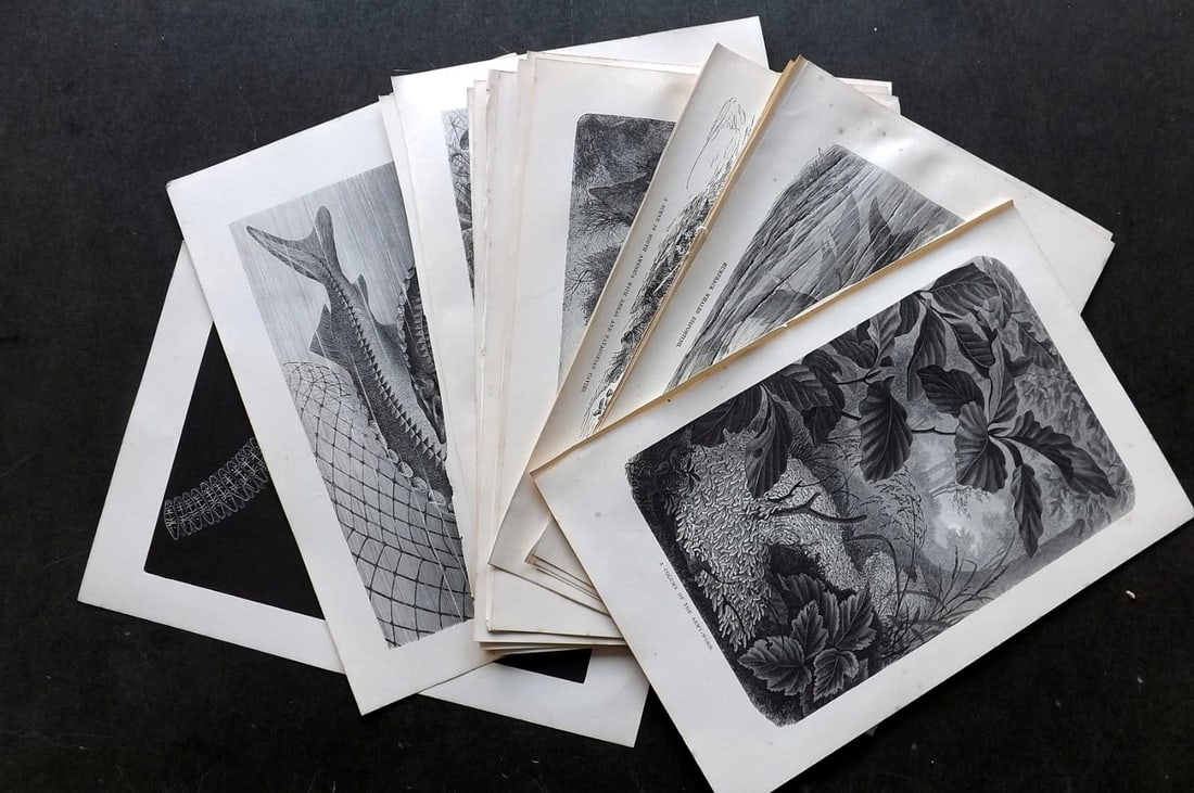Lydekker, Richard 1896 Lot of 22 Birds & Natural History Prints. (1 of 4)