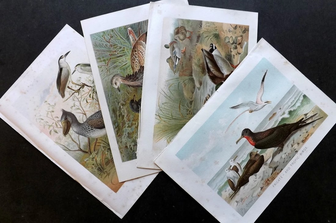 Lydekker, Richard 1896 Lot of 4 Bird Prints. Chromolithographs (1 of 3)