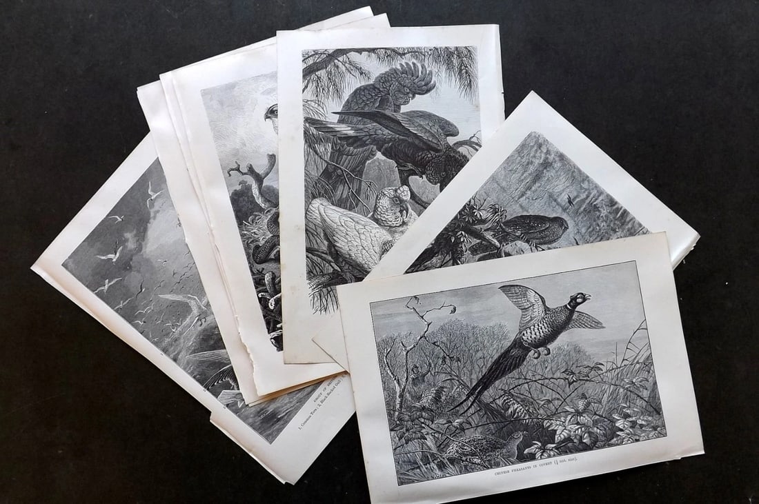 Lydekker, Richard 1896 Lot of 9 Bird Prints. Wood Engravings (1 of 4)