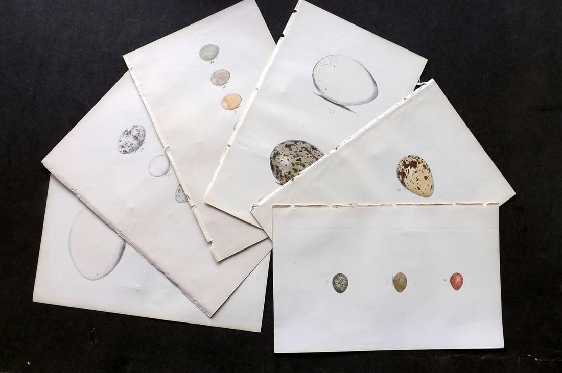 Meyer, Henry 1844 Lot of 6 Hand Col Bird Egg Prints. (1 of 3)