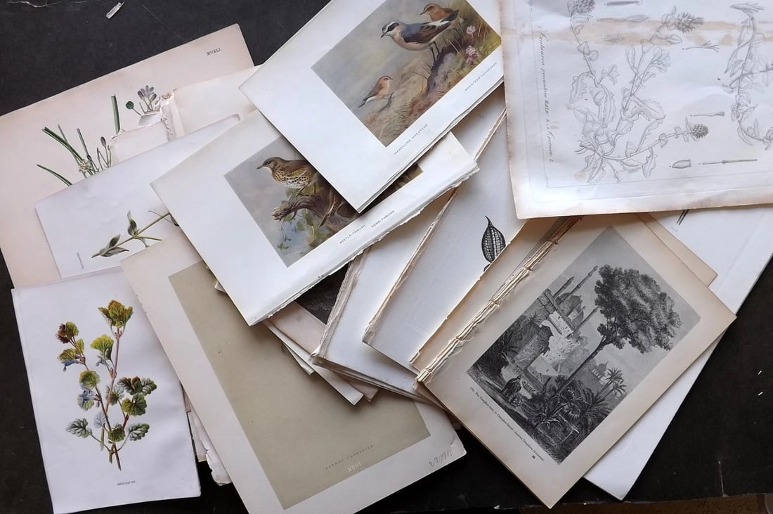 Mixed Prints 19th Century. Lot of 100 Engravings & Lithos. (1 of 14)
