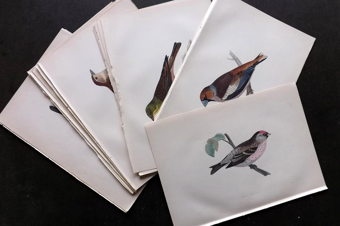 Morris, Francis 1903 Lot of 24 Hand Colored Bird Prints. Engravings: Woodblocks Published 1903, London for "A History of British Birds" by the Rev. Francis Orpen Morris. Printed in colours and finished by hand. Paper Size: 10 x 7 inch (25 x 18cm) Good Condition