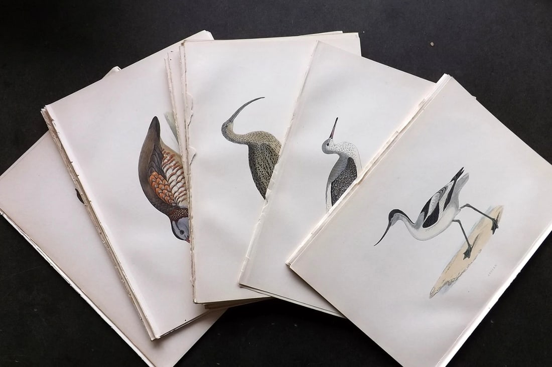 Morris, Francis 1903 Lot of 48 Hand Colored Bird Prints. Engravings (1 of 13)