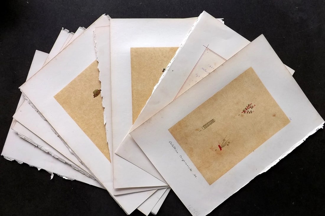 Original Art C1875 Seaweed. Hand Made Victorian Botanical Art. Lot of 5: Antique Pen, Ink and/or Watercolour Made in C1875, England for a privately created work on British Seaweeds by an unknown but Gifted Artist. Each drawing with accompanying descriptive manuscript plate