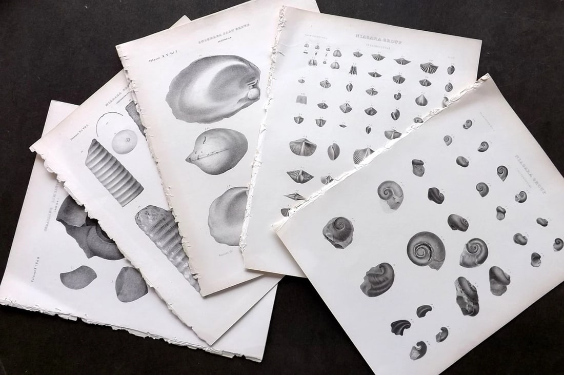 Paleontology of New-York 1852 Lot of 8 Antique Fossil Shell Prints: Aquatints and/or Lithographs Published 1852, Albany for the "Palaeontology of New-York" by James Hall. Part of the "Natural History of New York" series. Paper Size: 11.5 x 9 inch (29 x 23cm) Good Cond