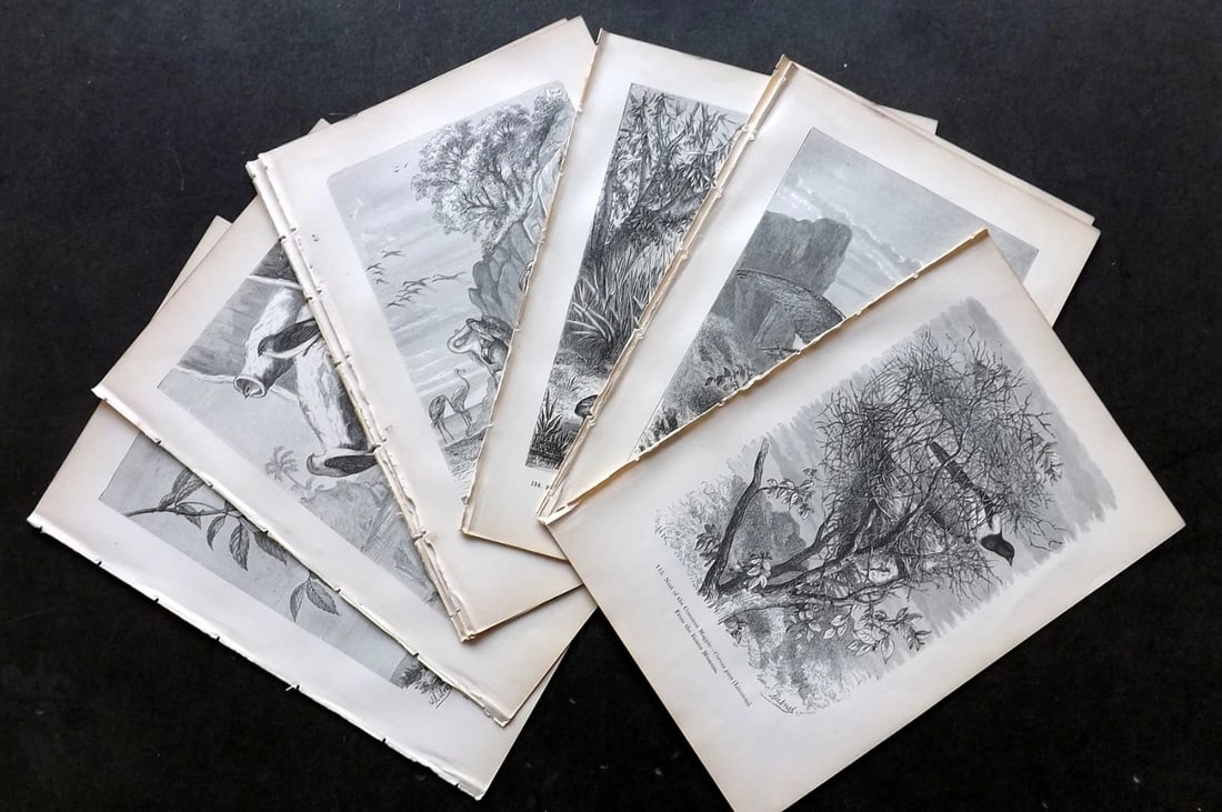 Pouchet, F. A. 1870s Lot of 12 Antique Bird Prints (1 of 3)