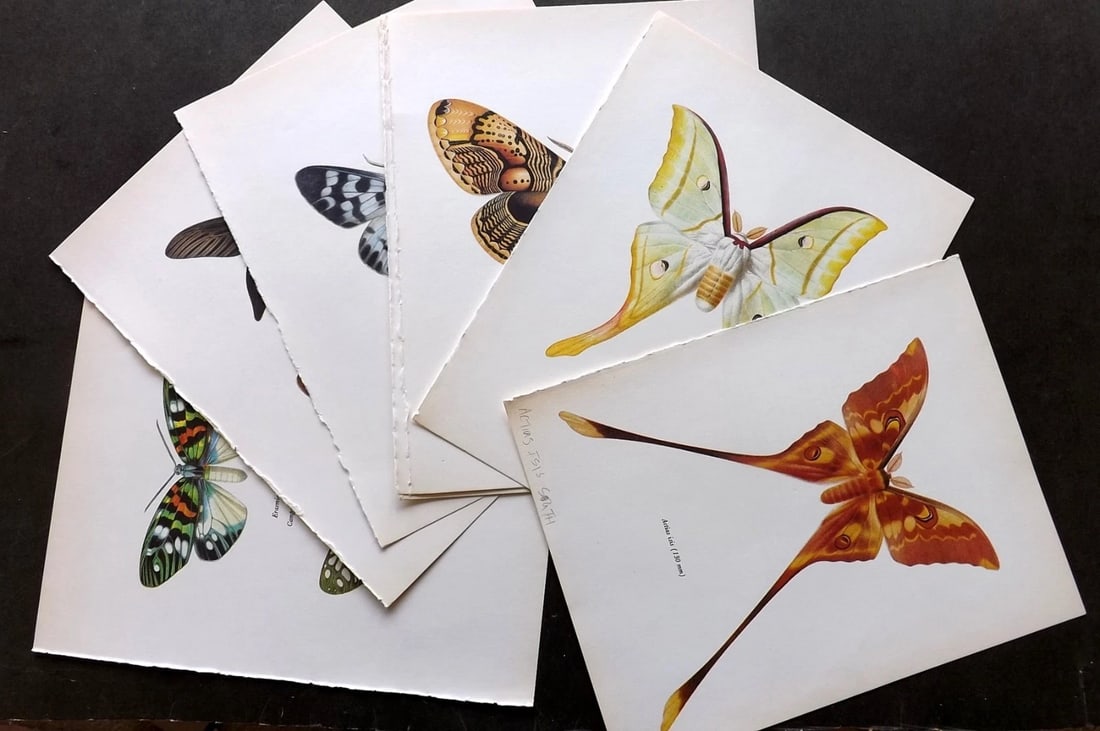 Prochazka, Frantisek 1966 Lot of 8 Vintage Moth Prints. (1 of 3)