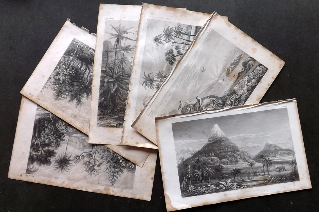 Rhind, William 1862 Lot of 6 Botanical Landscape Prints.: Steel Engraving/Etching Published 1862, London for "A History of the Vegetable Kingdom" by Willian Rhind. Paper Size: 9.5 x 6 inch (24 x 15cm) Some toning, mostly to margin.