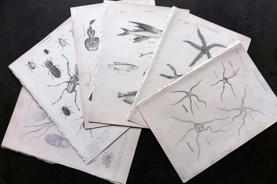 Richardson, John, John 1862 Lot of 7 Antique Prints. Starfish Fish Insects: Steel Engraving/Etching Published 1859-62 by William Mackenzie, Edinburgh & London for "The Museum of Natural History" by John Richardson, John. Paper Size: 10.5 x 7 inch (27 x 18cm) A couple with ver