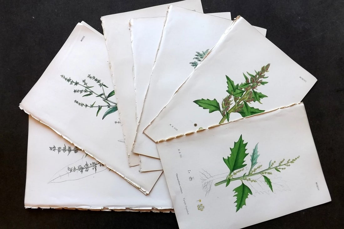 Sowerby, James C1870 Lot of 18 Hand Col Botanical Prints.: Hand Colored Lithograph Published 1863-86, London for "English Botany" by John & James Sowerby. Paper Size: 10 x 7 inch (25 x 18cm) Good Condition