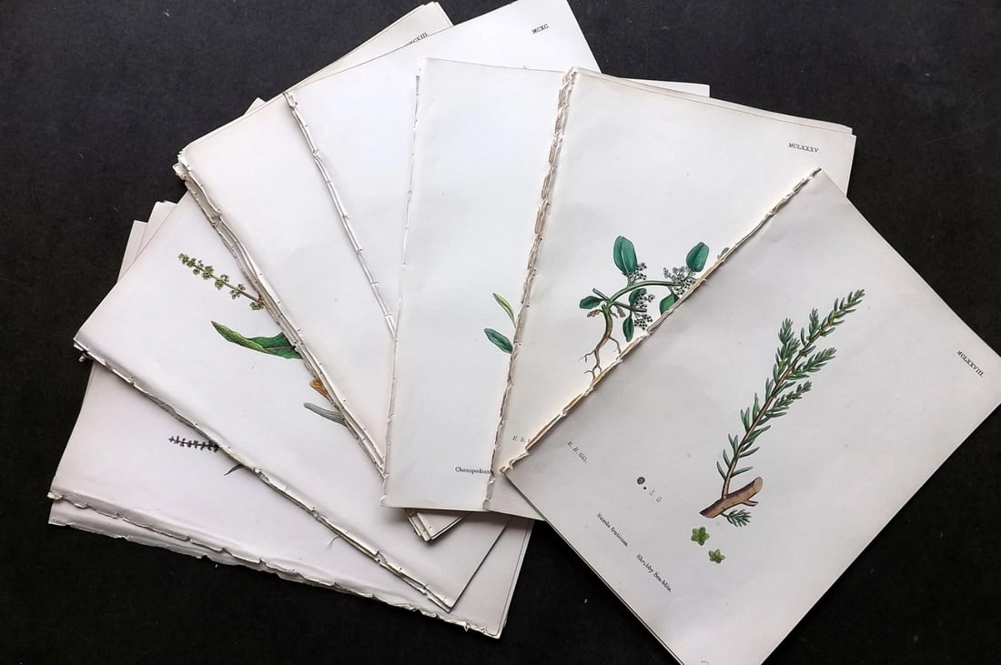 Sowerby, James C1870 Lot of 24 Hand Col Botanical Prints.: Hand Colored Lithograph Published 1863-86, London for "English Botany" by John & James Sowerby. Paper Size: 10 x 7 inch (25 x 18cm) Good Condition