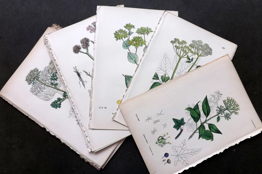 Sowerby, James C1870 Lot of 24 Hand Col Botanical Prints.: Hand Colored Lithograph Published 1863-86, London for "English Botany" by John & James Sowerby. Paper Size: 10 x 7 inch (25 x 18cm) Good Condition