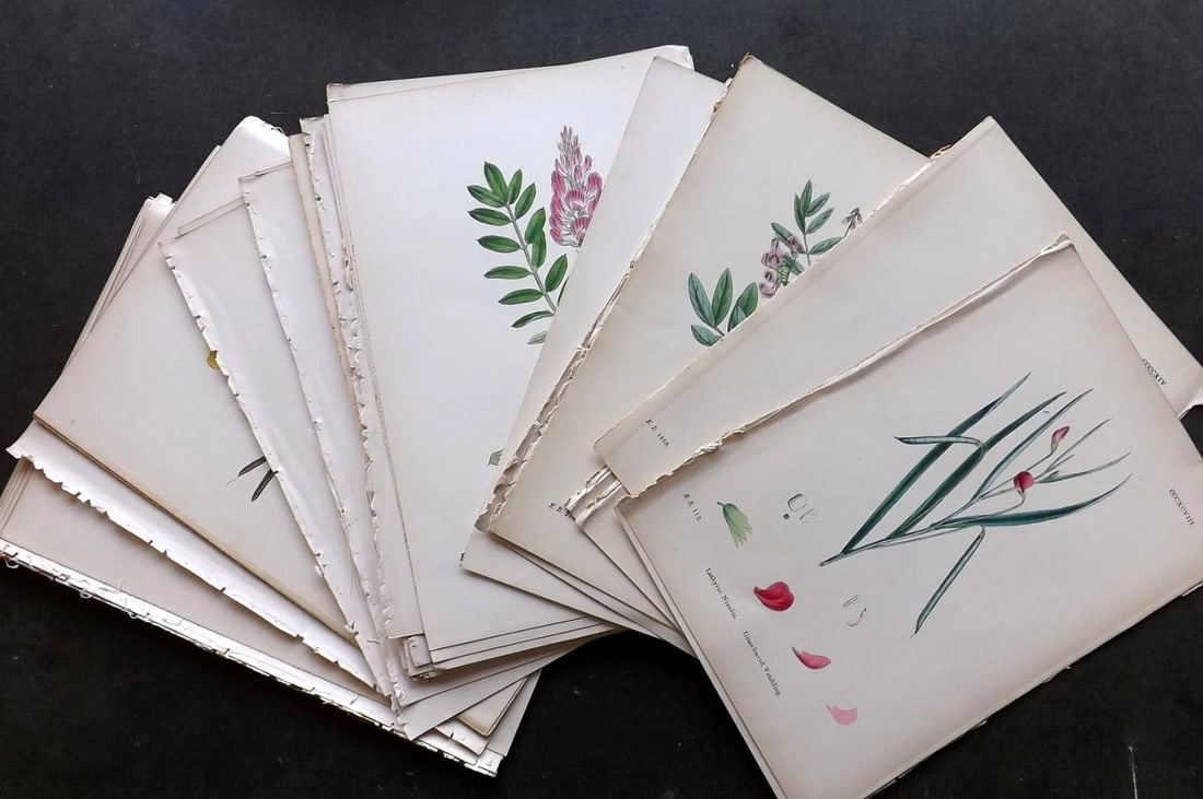 Sowerby, James C1870 Lot of 48 Hand Col Botanical Prints. (1 of 7)