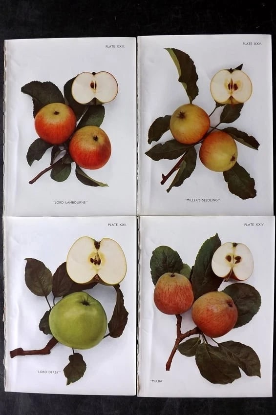 Taylor, H. V. 1948 Lot of 4 Vintage Fruit Prints. Apples: Offset Lithograph Published 1947, London for "The Apples of England" by H. V. Taylor. Paper Size: 10 x 7 inch (25 x 18cm) Good Condition