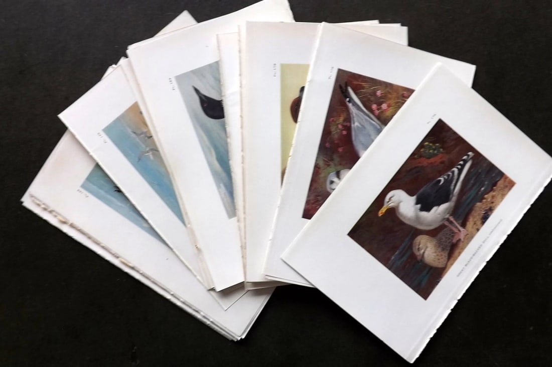 Thorburn, Archibald 1926 Lot of 24 Vintage Birds Prints (1 of 4)