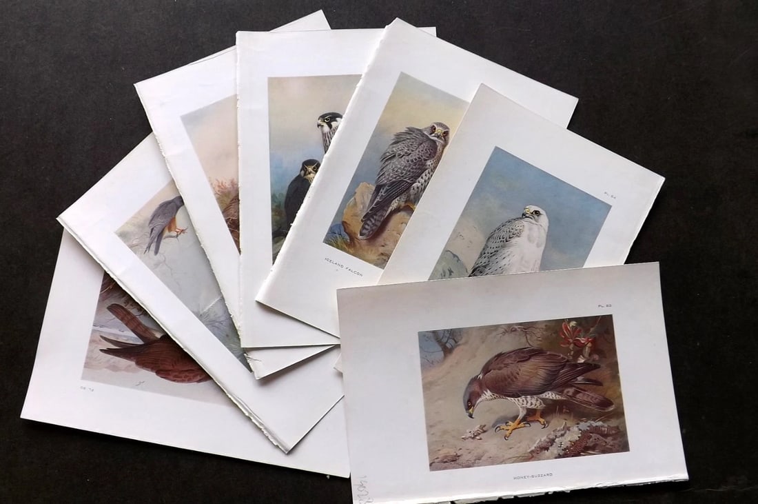 Thorburn, Archibald 1926 Lot of 7 Birds of Prey Prints (1 of 3)