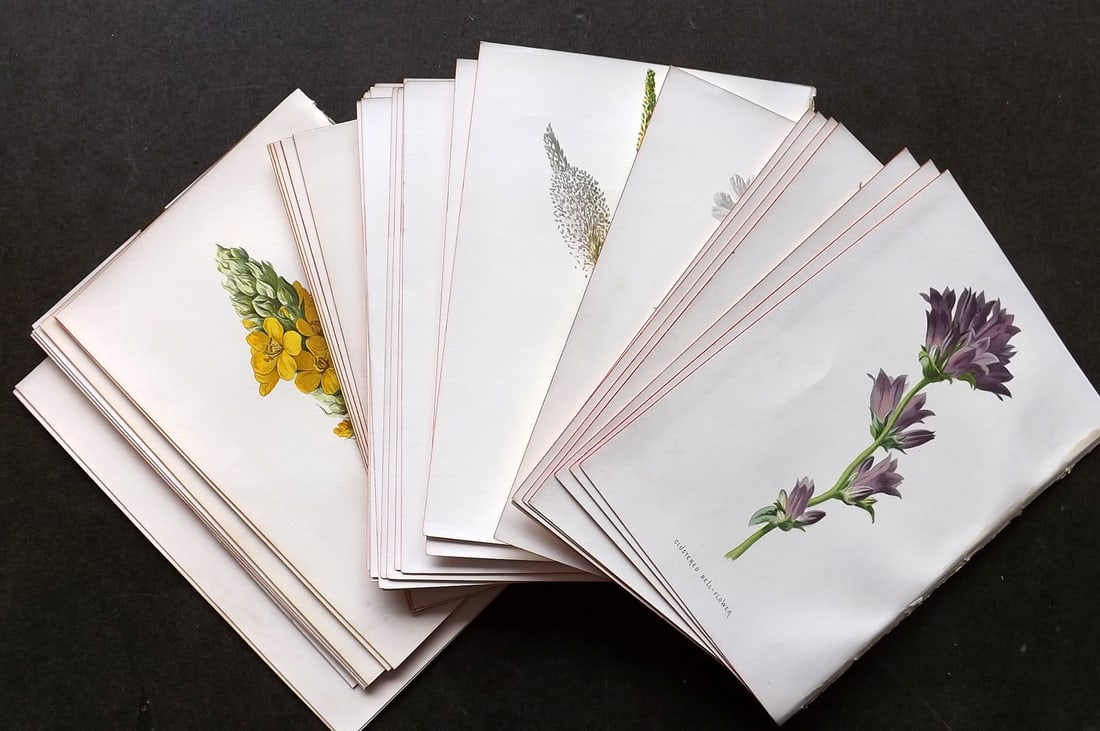 Hulme, Edward 1884 Lot of 50 First Edition Botanical Prints (1 of 8)