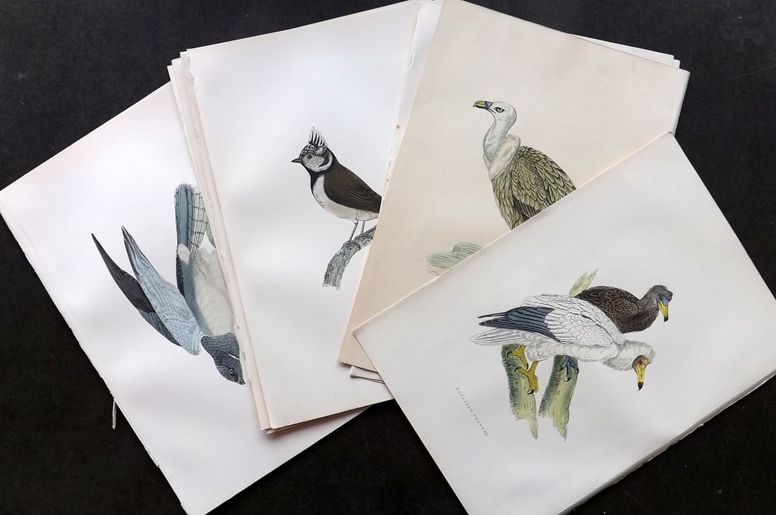 Morris, Francis 1903 Lot of 10 Hand Colored Bird Prints incl Birds of Prey: Woodblocks Published 1903, London for "A History of British Birds" by the Rev. Francis Orpen Morris. Printed in colours and finished by hand. Paper Size: 10 x 7 inch (25 x 18cm) Good Condition
