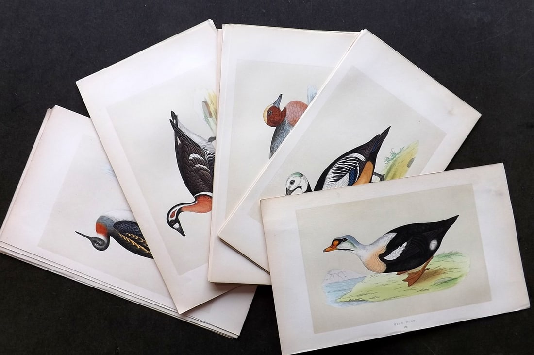 Morris, Francis 1856 Lot of 28 Hand Col Bird Prints. Ducks (1 of 5)
