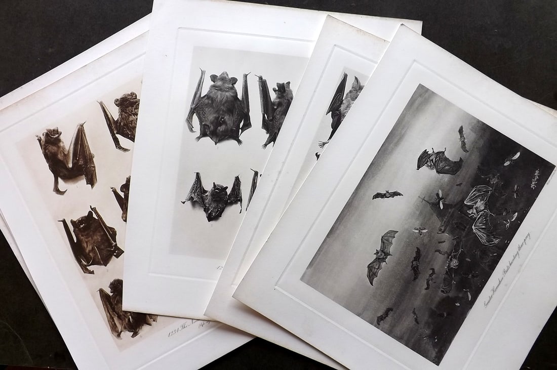Millais, John 1904 Lot of 9 Rare Folio Prints. Bats: Folio Photogravures Published 1904, London for "The Mammals of Great Britain and Ireland" by John Guille Millais. Illustrated by Archibald Thorburn, George Lodge and the Author. Rare - Limited Edition
