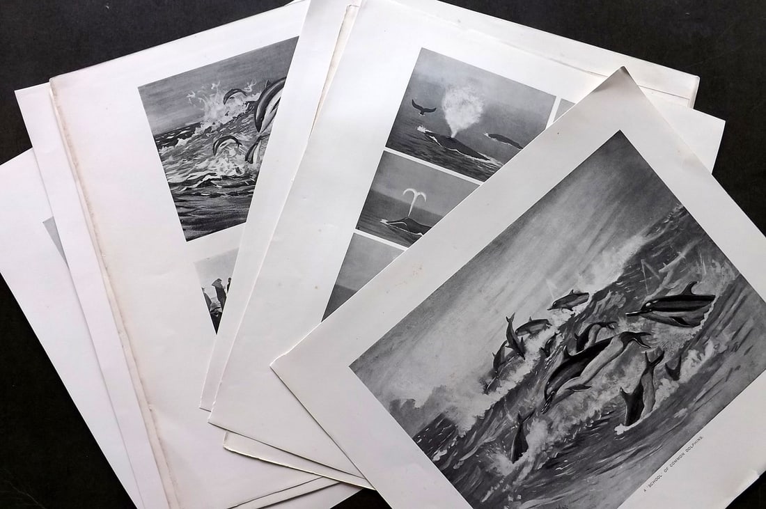 Millais, John 1904 Lot of 8 Rare Folio Prints. Whales & Dolphins: Folio Lithographs Published 1904, London for "The Mammals of Great Britain and Ireland" by John Guille Millais. Illustrated by Archibald Thorburn, George Lodge and the Author. Rare - Limited Edition o