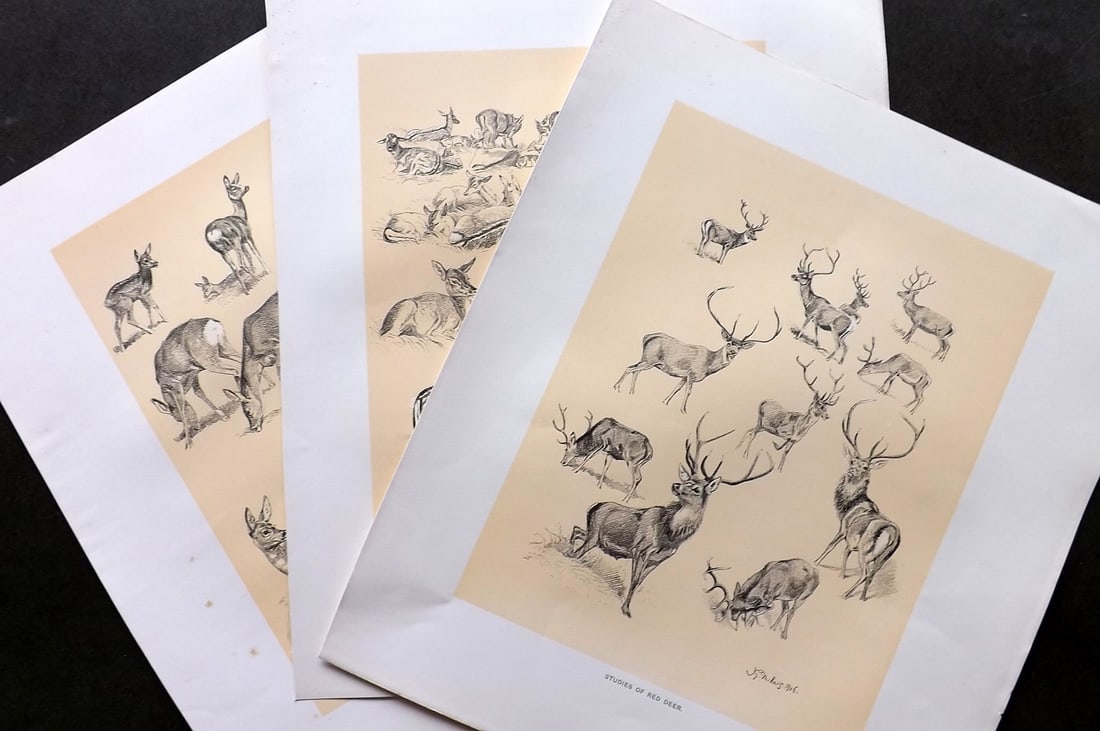 Millais, John 1904 Lot of 3 Rare Folio Prints. Deer: Folio Lithographs Published 1904, London for "The Mammals of Great Britain and Ireland" by John Guille Millais. Illustrated by Archibald Thorburn, George Lodge and the Author. Rare - Limited Edition o