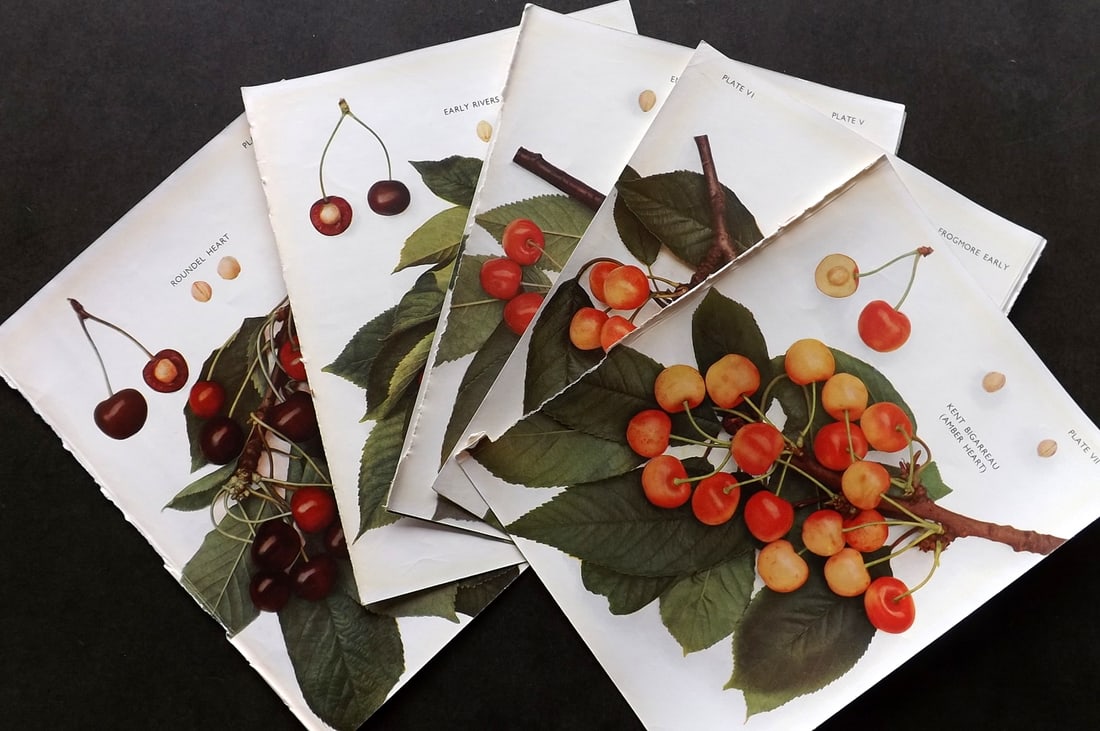 Taylor, H. V. 1949 Lot of 6 Vintage Fruit Prints. Cherries (1 of 3)