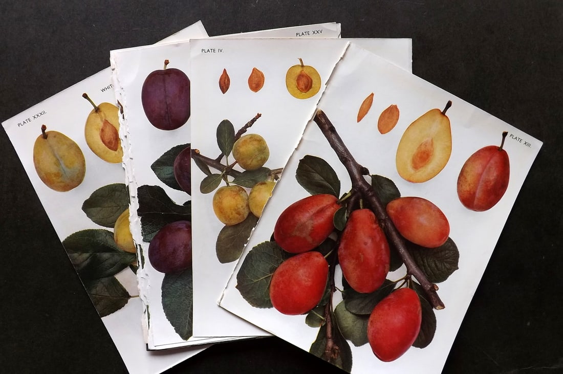 Taylor, H. V. 1948 Lot of 10 Vintage Fruit Prints. Plums (1 of 4)