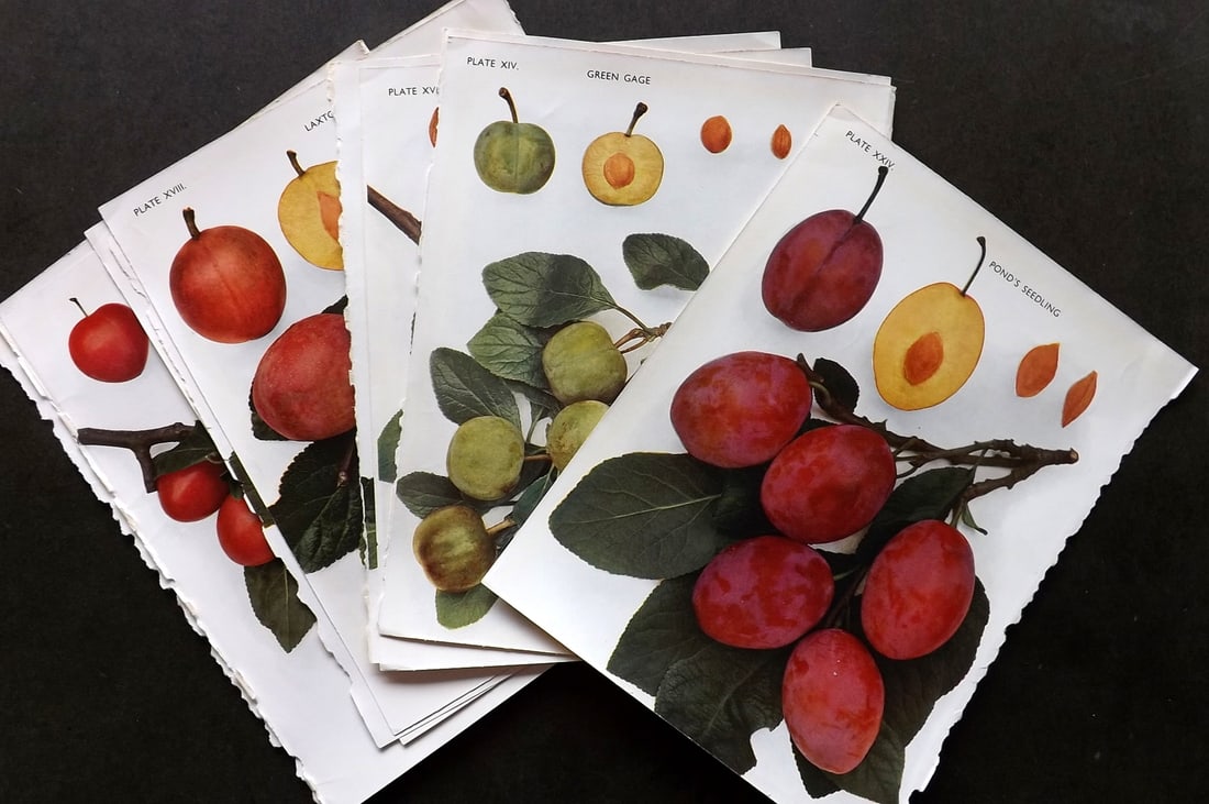 Taylor, H. V. 1948 Lot of 11 Vintage Fruit Prints. Plums (1 of 4)