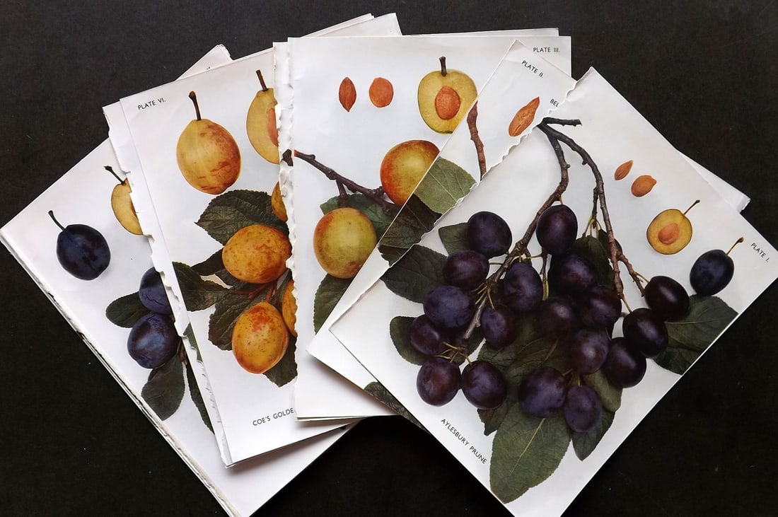 Taylor, H. V. 1948 Lot of 11 Vintage Fruit Prints. Plums (1 of 4)