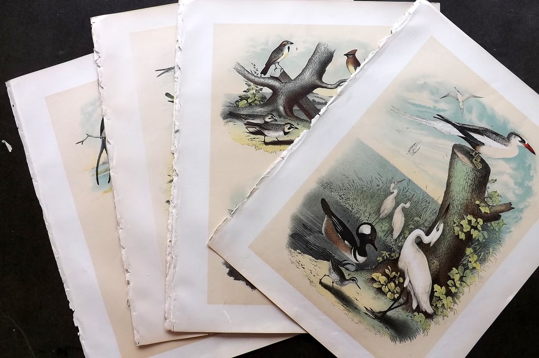 Studer, Jacob 1878 Lot of 10 Folio USA Bird Prints: Folio Lithographs Published 1878-81, New York for "The Birds of North America" by Jacob H. Studer, illustrated by Theodore Jasper. Paper Size: 14.5 x 11.5 inch (37 x 29cm) A few small margin tears. Go