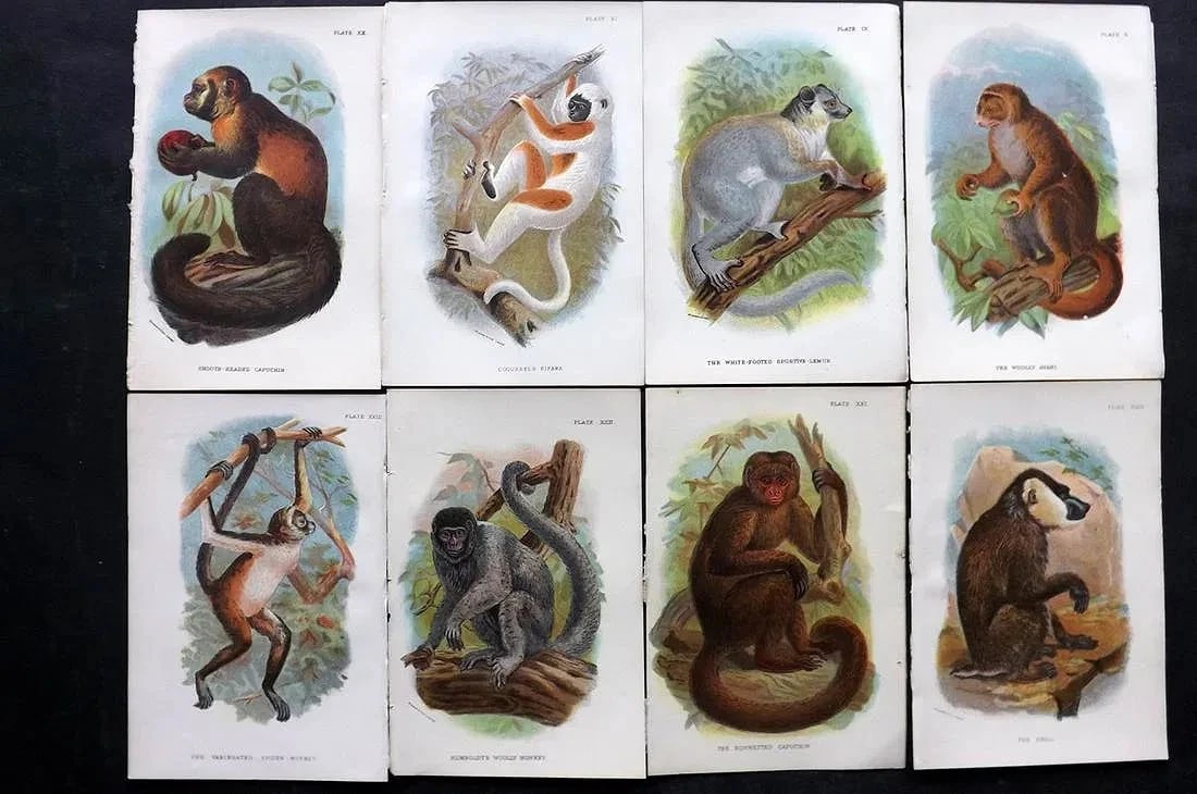 Lloyds 1894 Lot of 8 Antique Prints. Monkeys, Lemurs (1 of 2)
