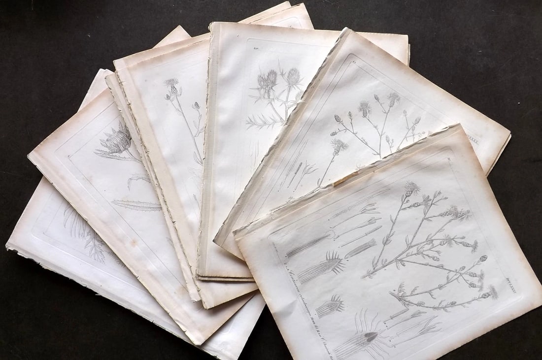 Reichenbach, Ludwig C1850 Lot of 20 Botanical Prints (1 of 6)