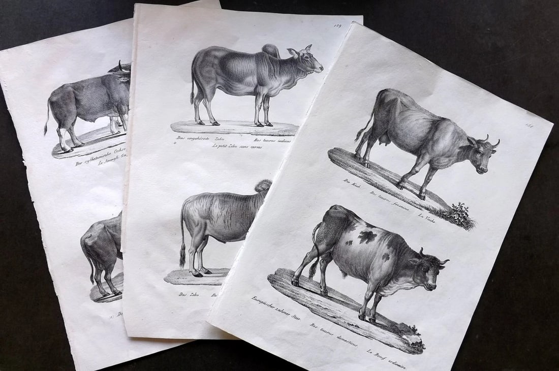 Schinz & Brodtmann 1827 Lot of 3 Folio Prints. Cattle Cow. (1 of 3)
