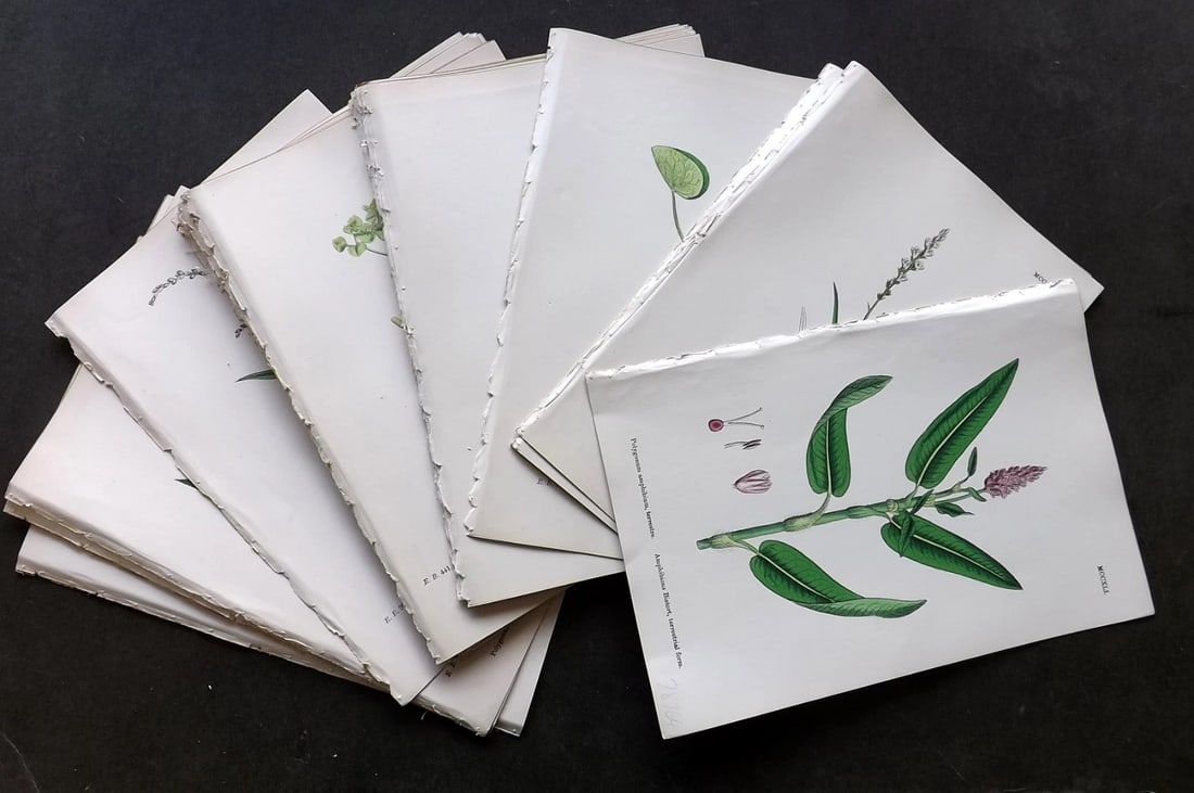 Sowerby, James C1870 Lot of 48 Hand Col Botanical Prints. (1 of 7)